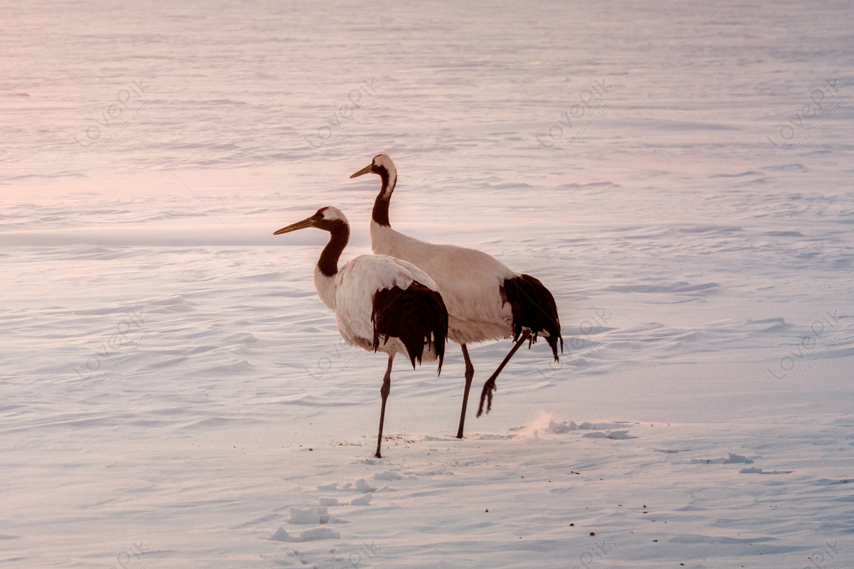 Red-Crowned Crane Wallpapers