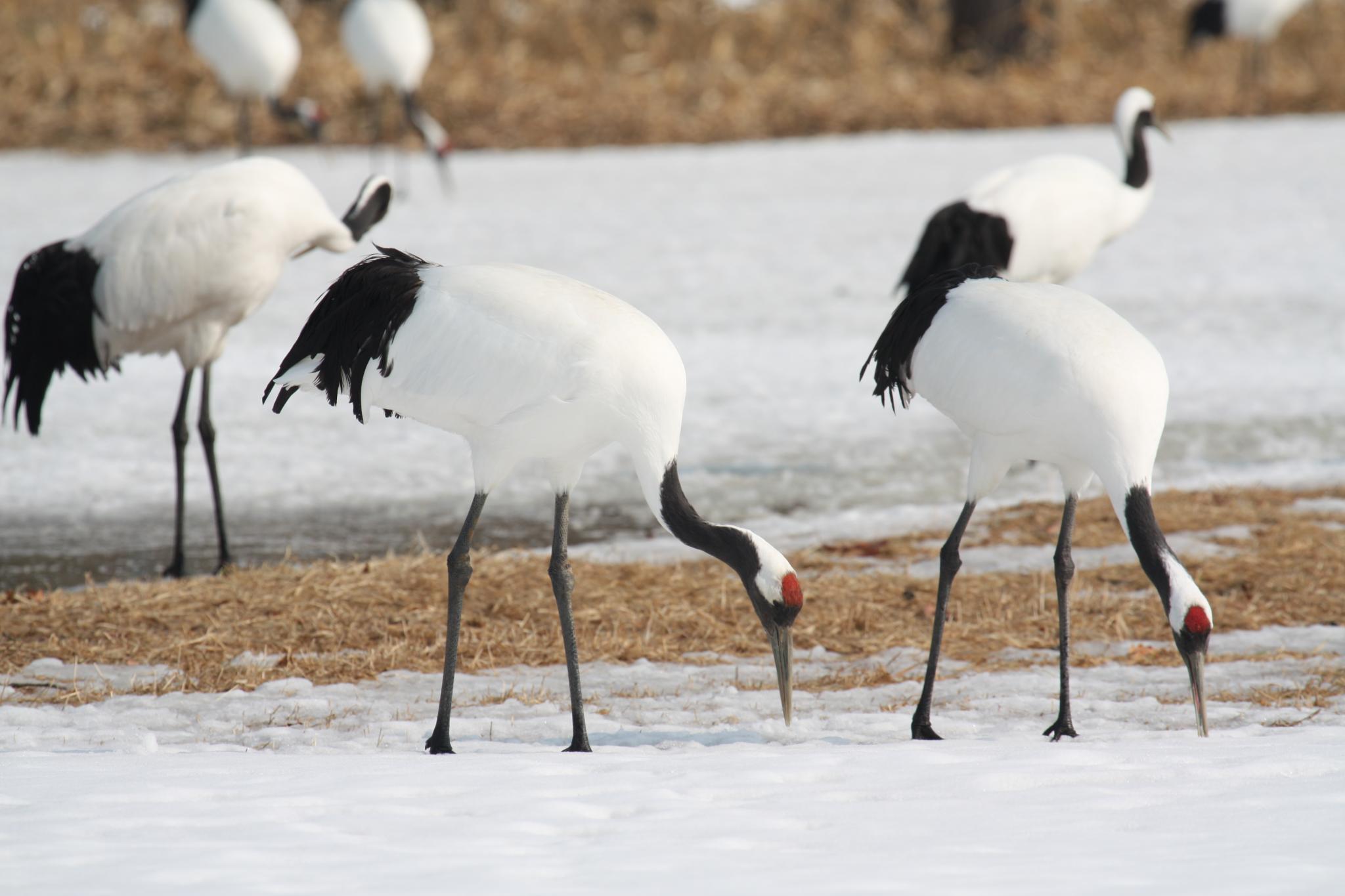 Red-Crowned Crane Wallpapers