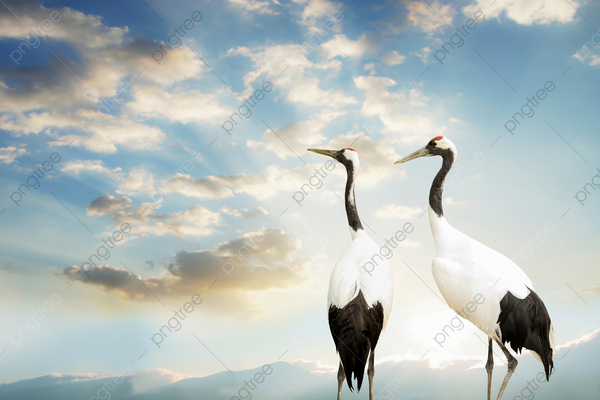 Red-Crowned Crane Wallpapers