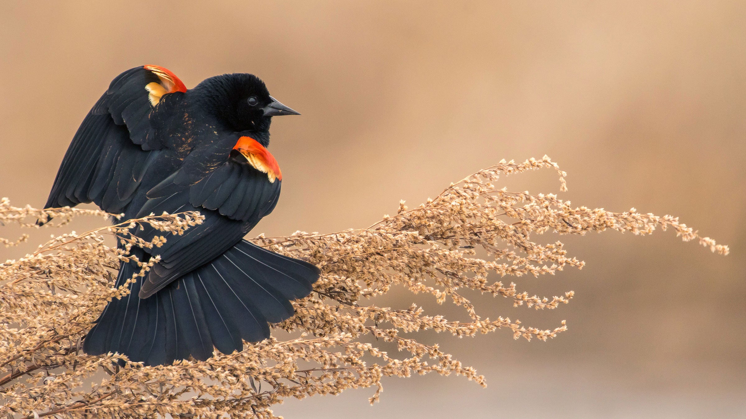 Red-Winged Blackbird Wallpapers