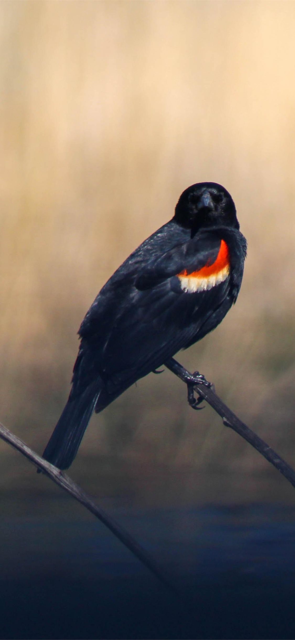 Red-Winged Blackbird Wallpapers