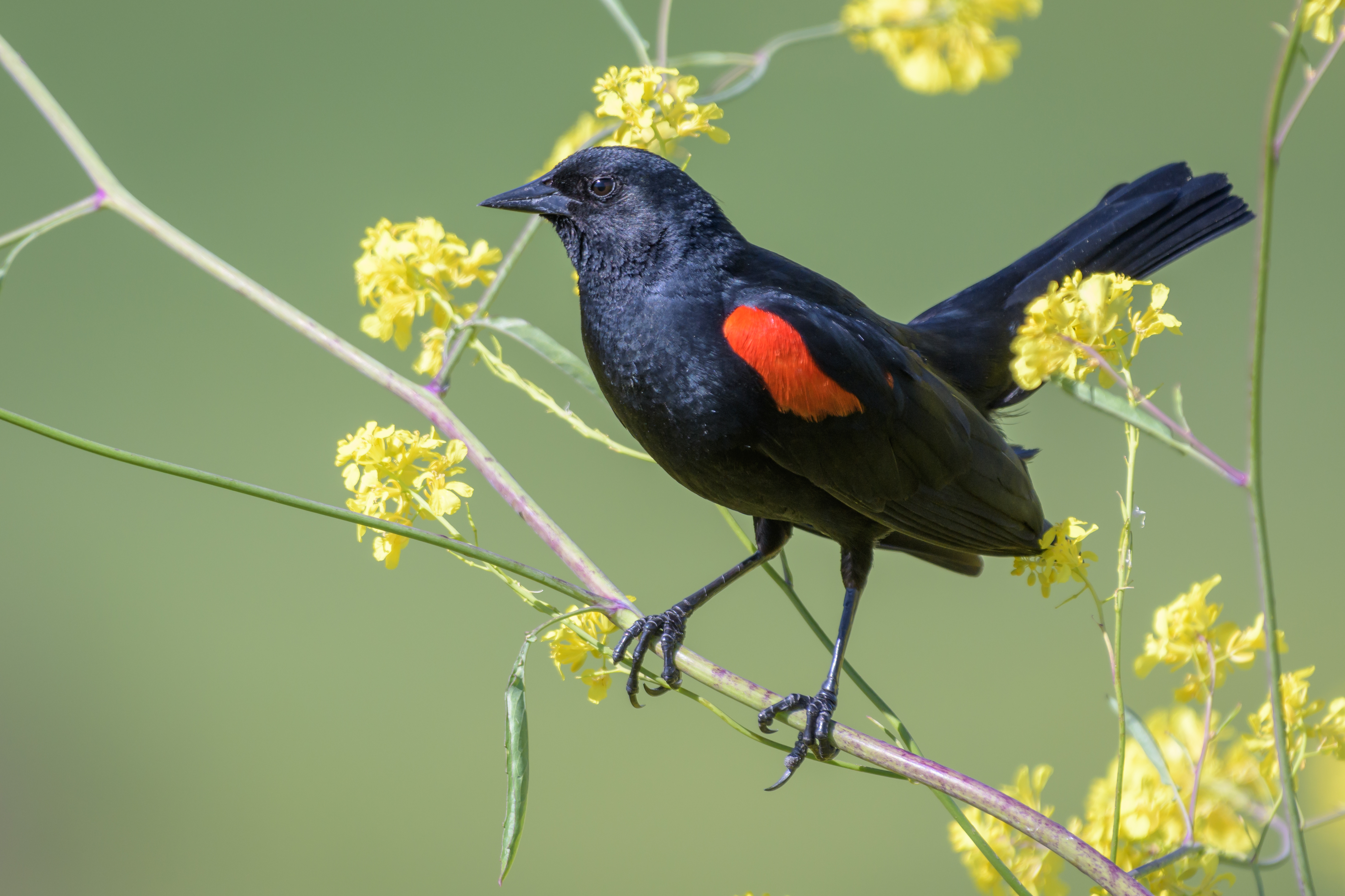 Red-Winged Blackbird Wallpapers