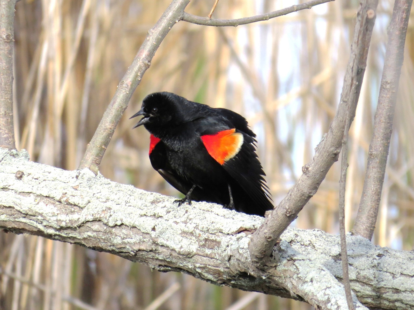 Red-Winged Blackbird Wallpapers