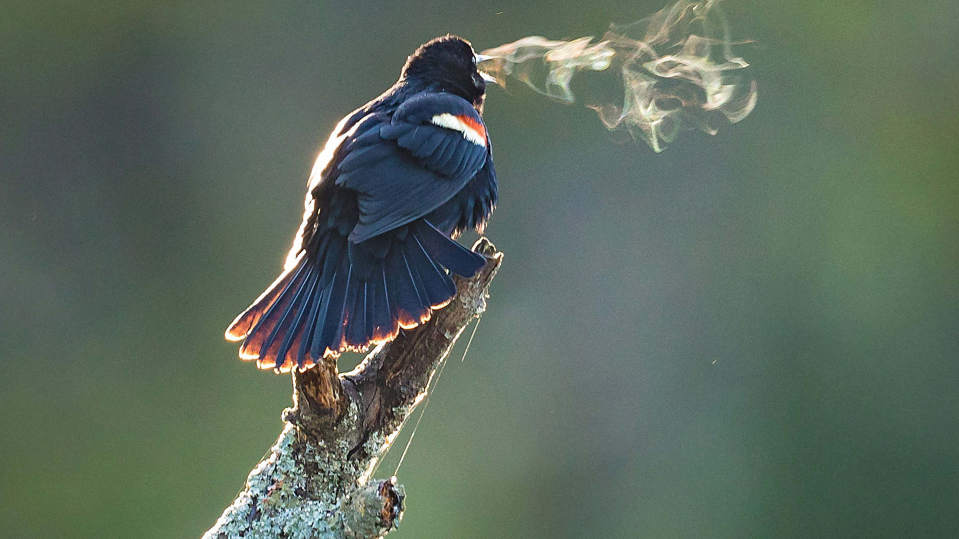 Red-Winged Blackbird Wallpapers