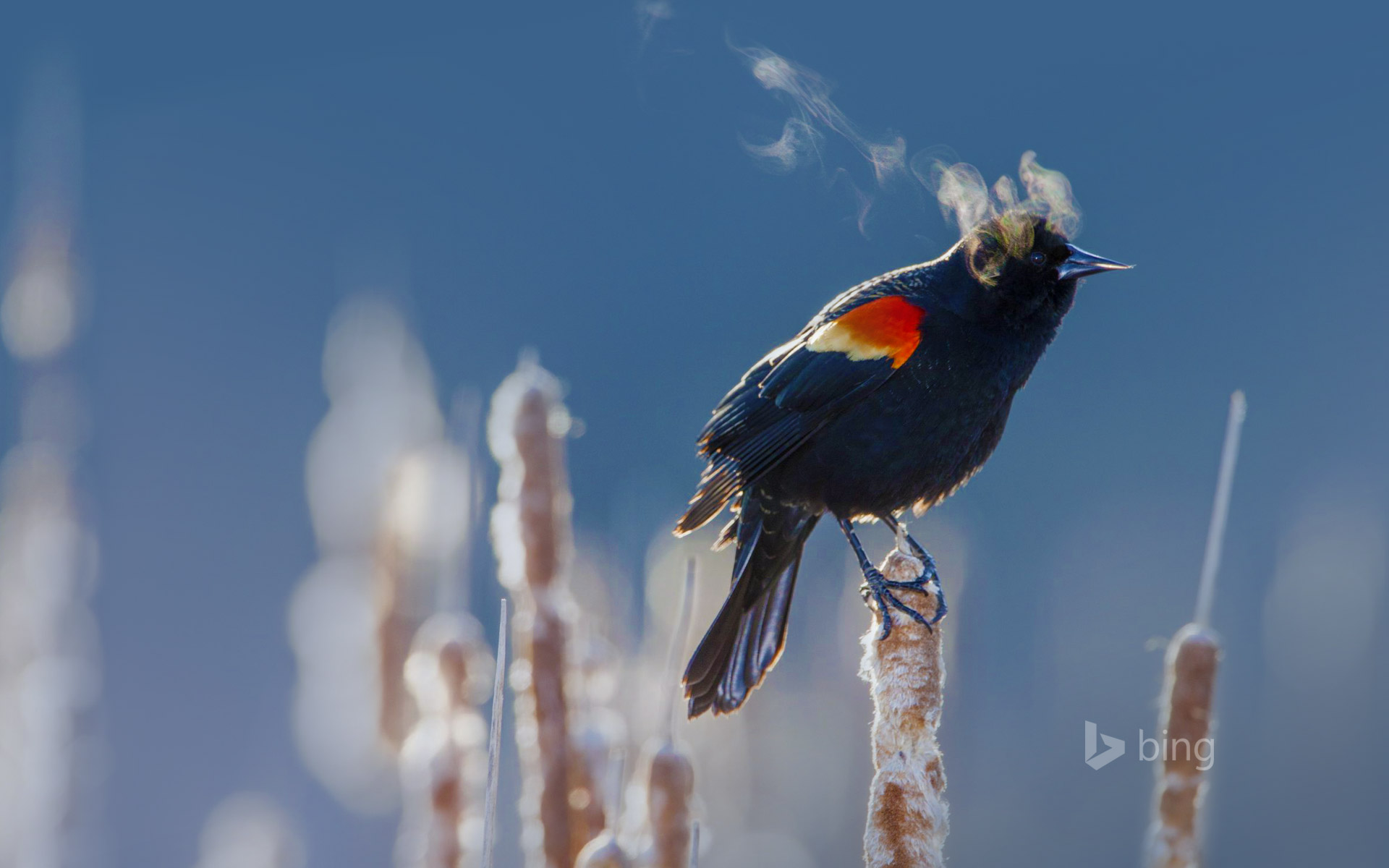 Red-Winged Blackbird Wallpapers