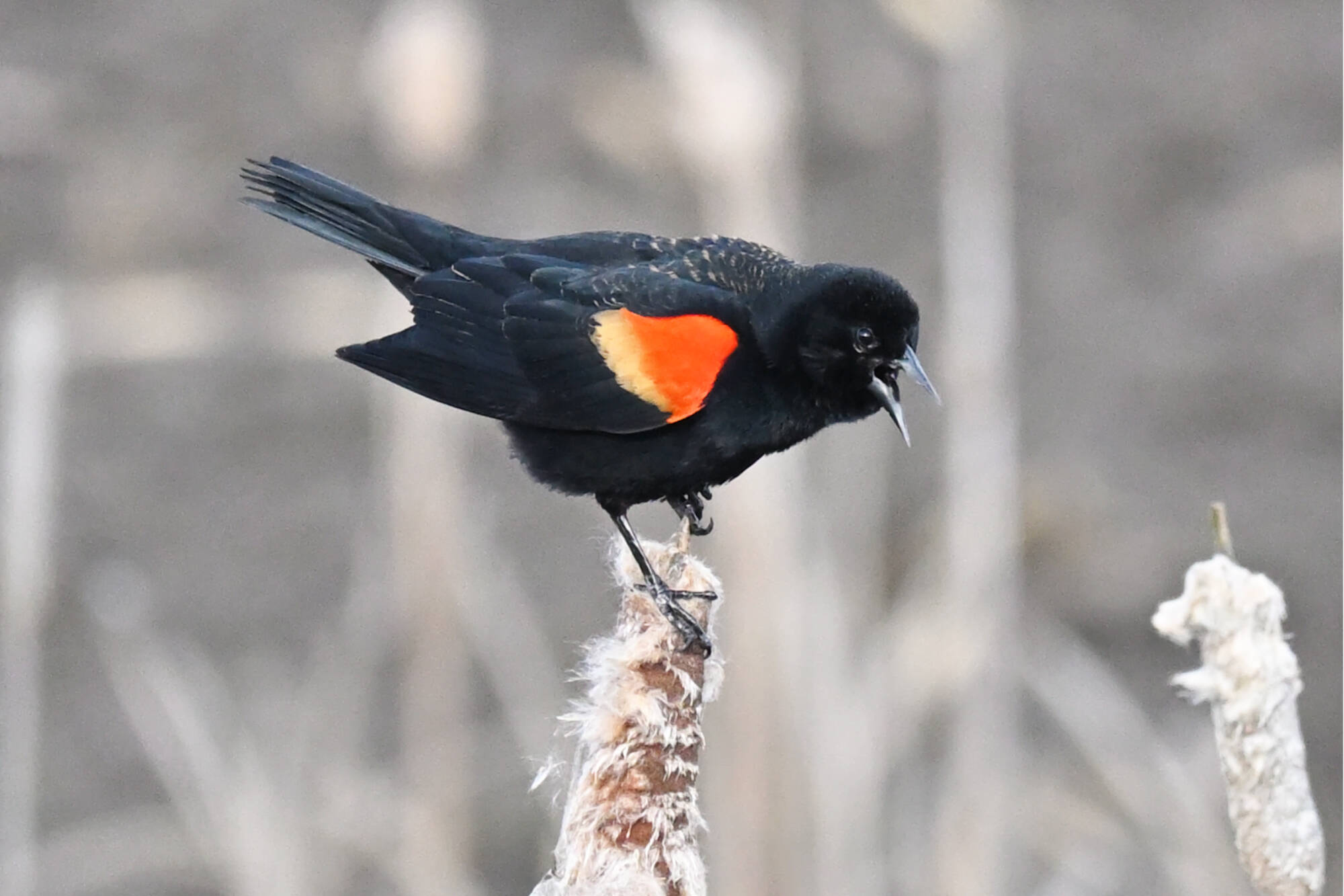 Red-Winged Blackbird Wallpapers