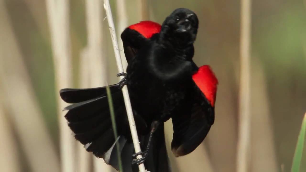 Red-Winged Blackbird Wallpapers