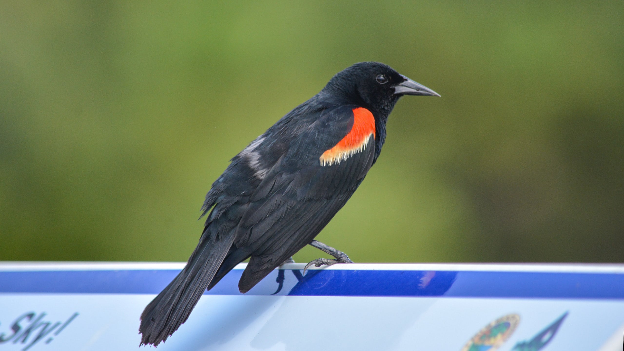 Red-Winged Blackbird Wallpapers