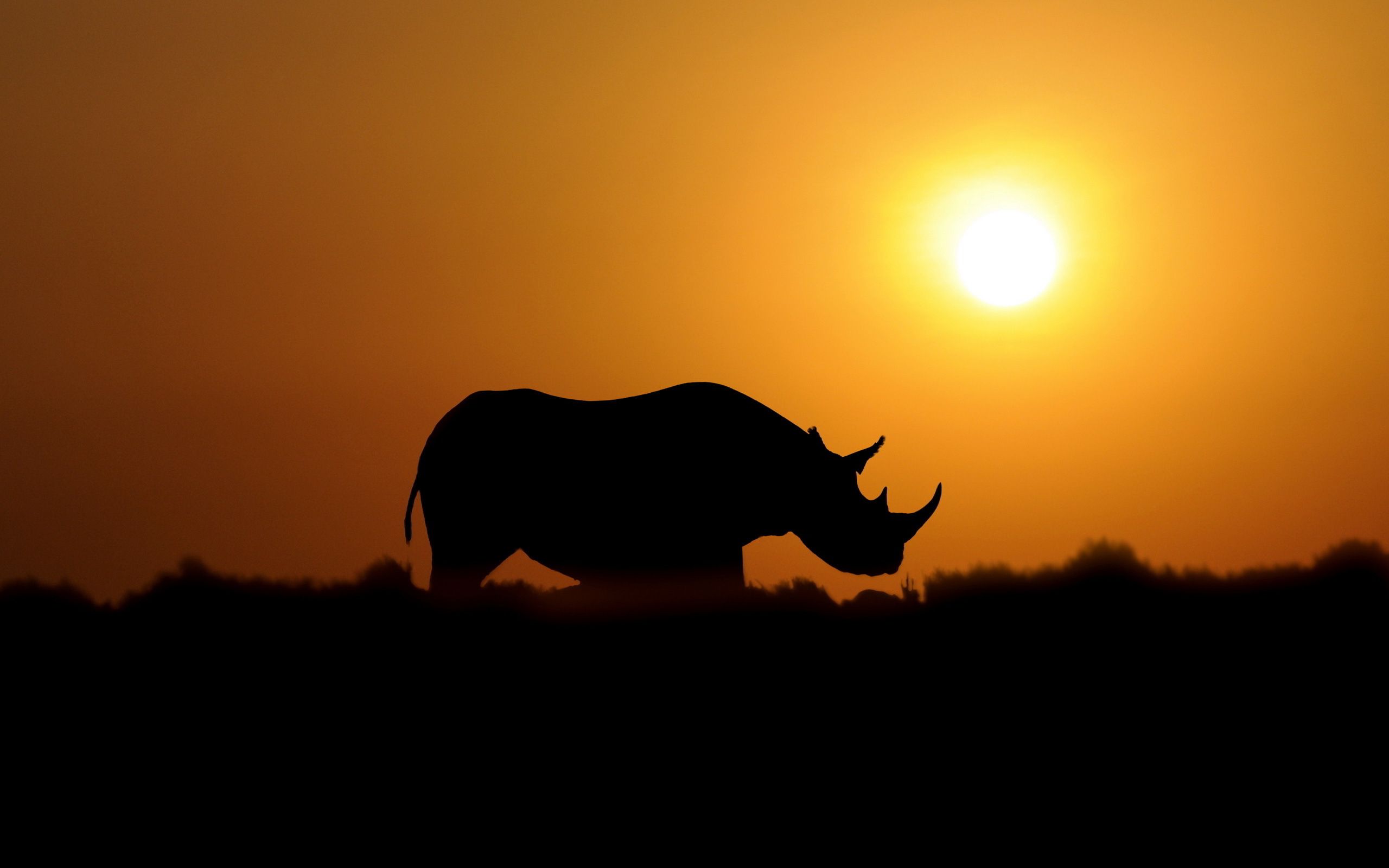 Rhinoceros Wallpapers