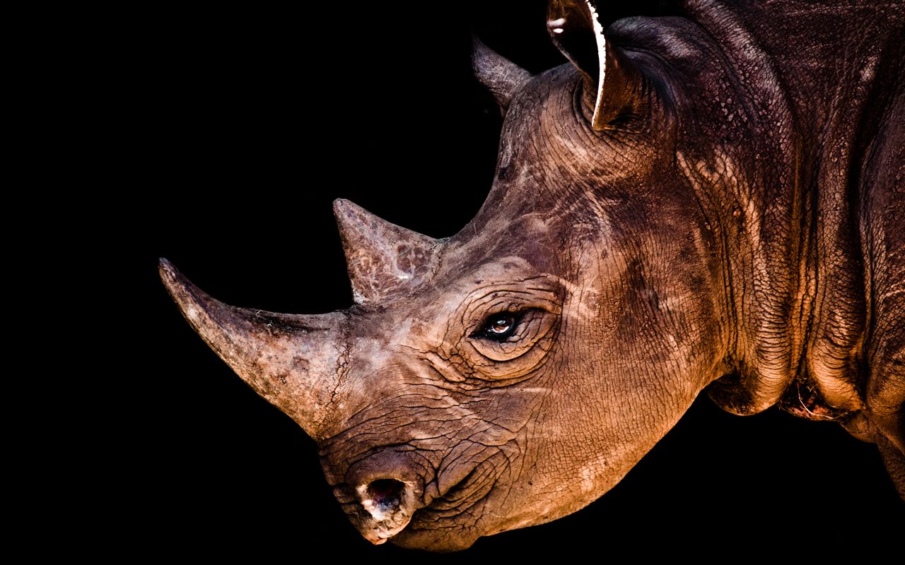 Rhinoceros Wallpapers