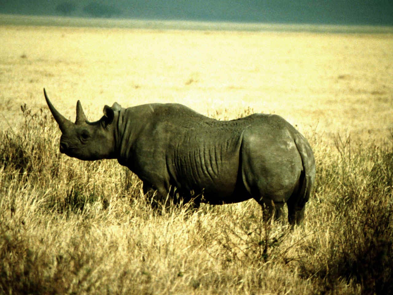 Rhinoceros Wallpapers