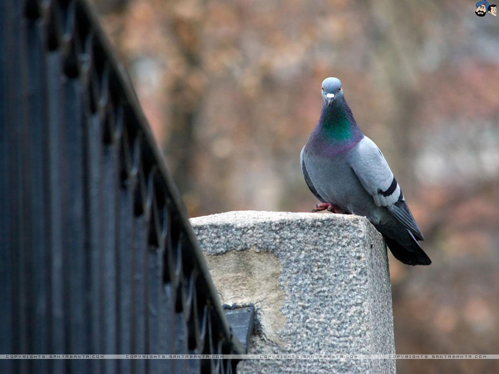 Rock Dove Wallpapers