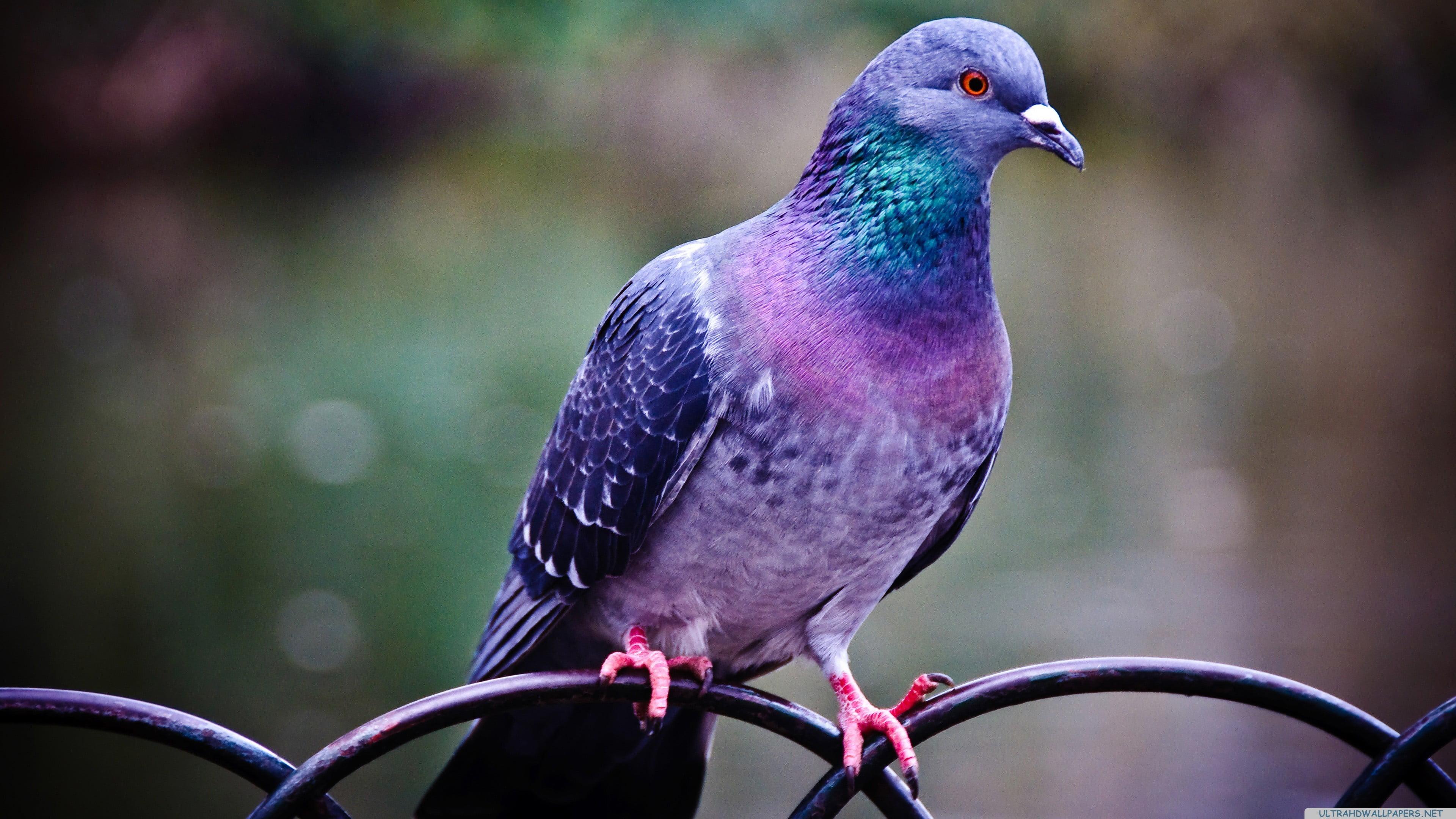 Rock Dove Wallpapers