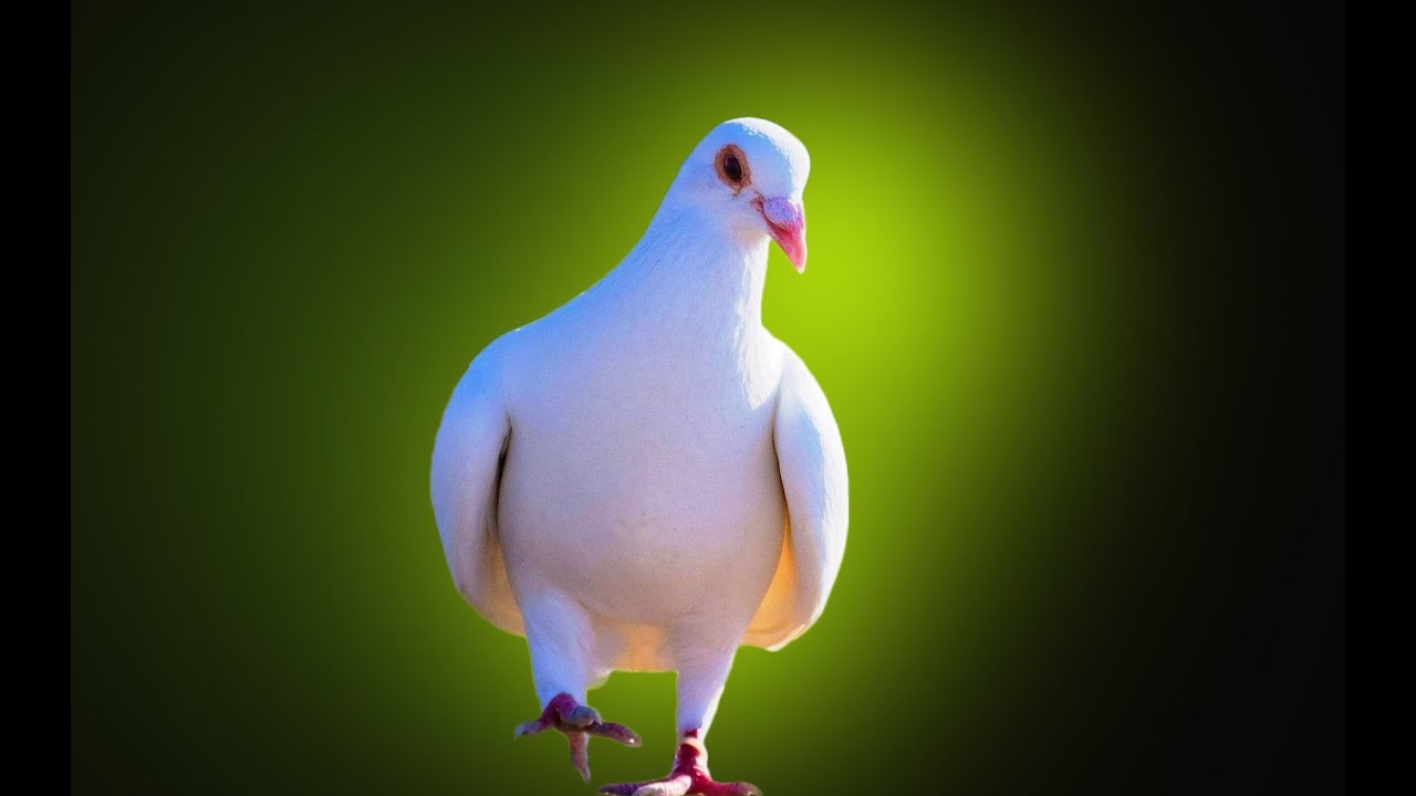 Rock Dove Wallpapers