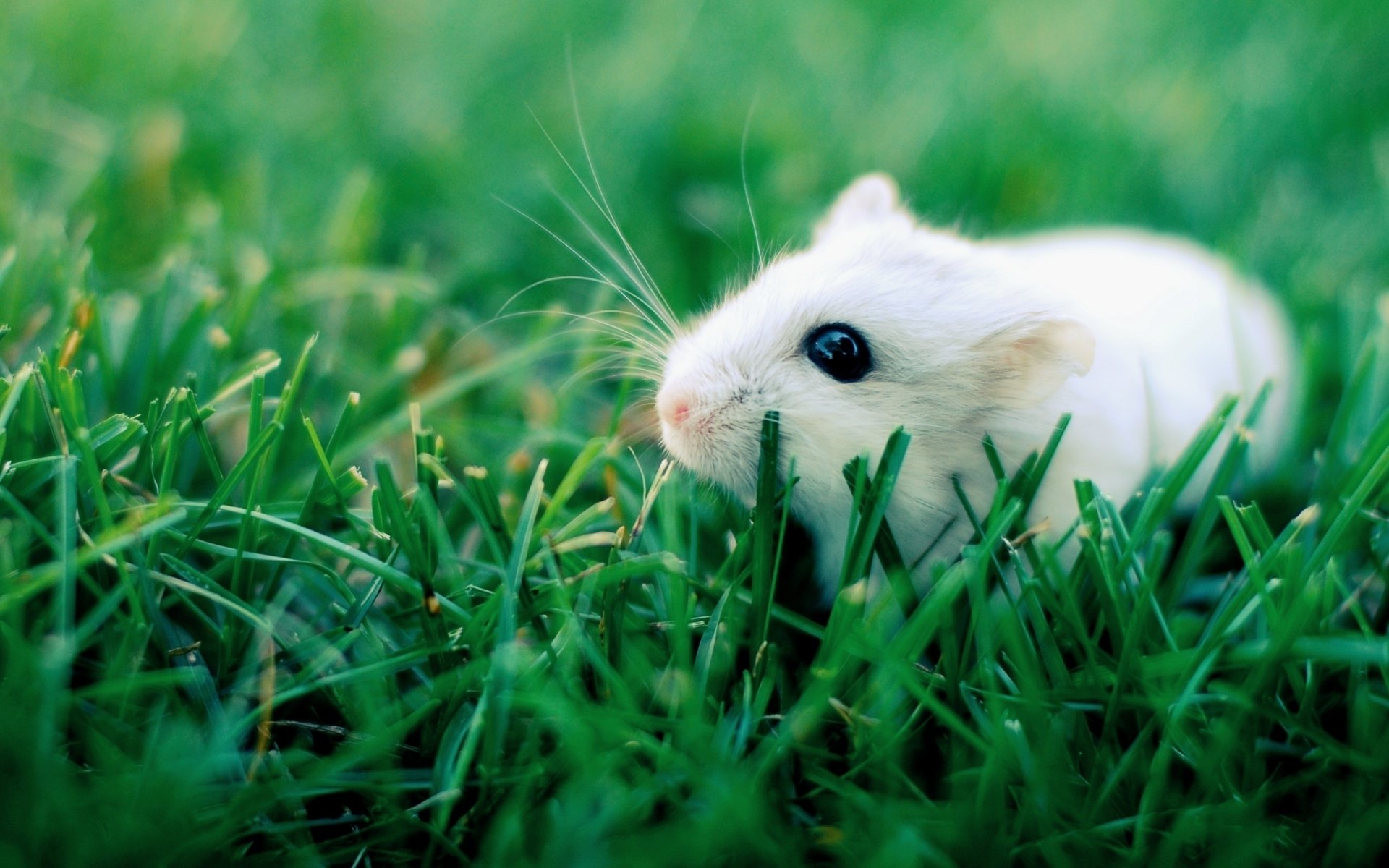 Rodent Wallpapers