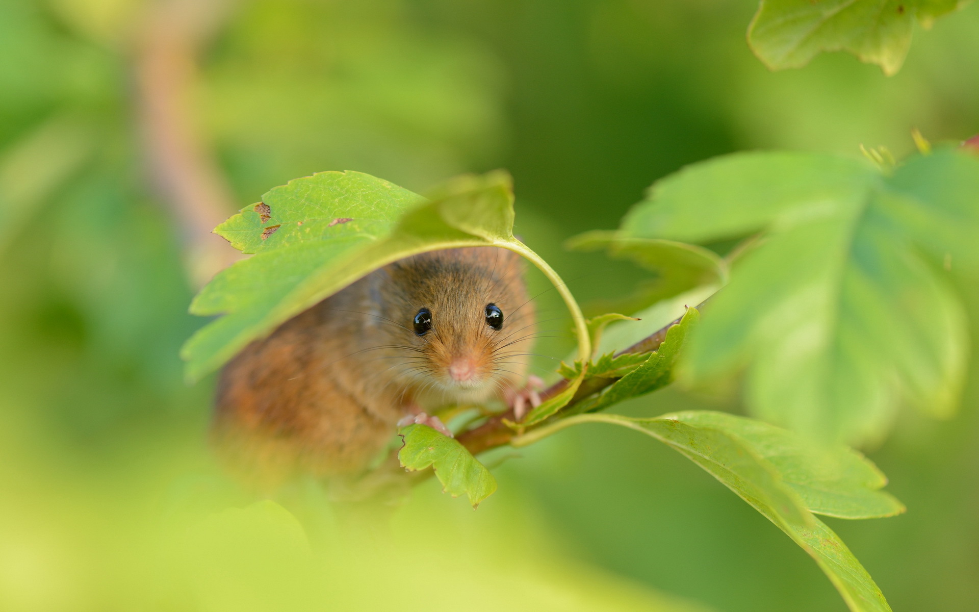 Rodent Wallpapers