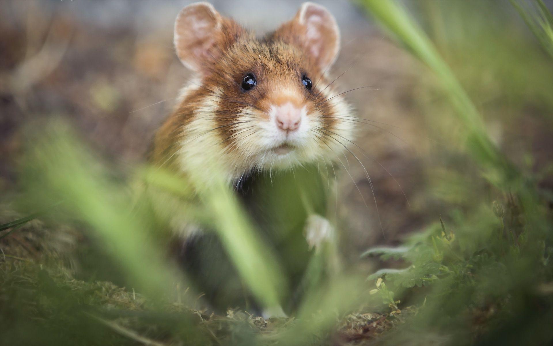 Rodent Wallpapers