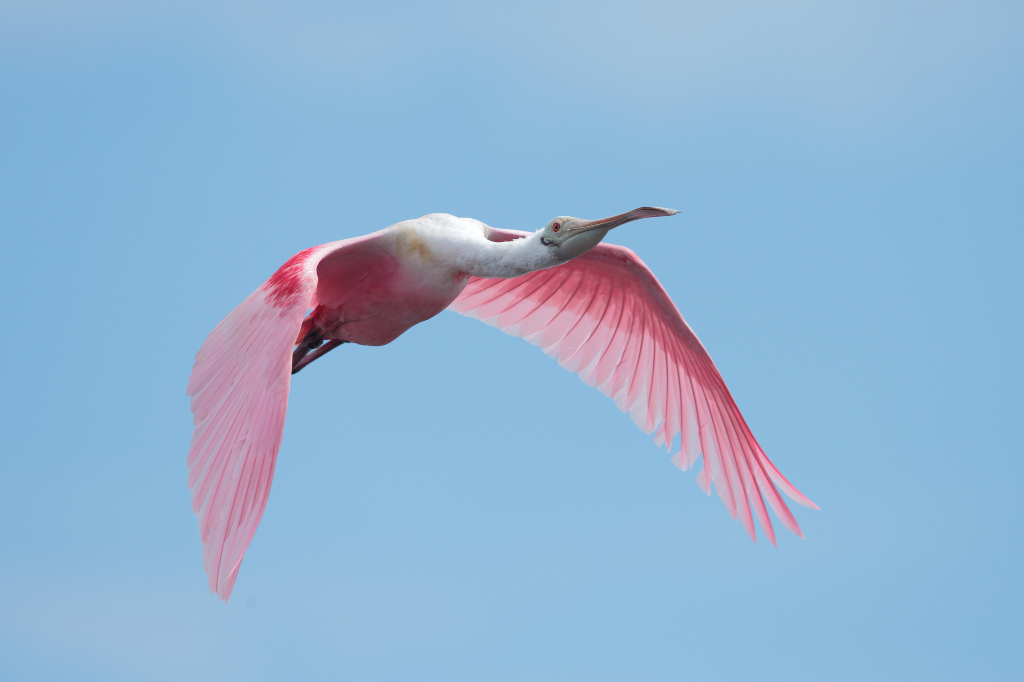 Roseate Spoonbill Wallpapers