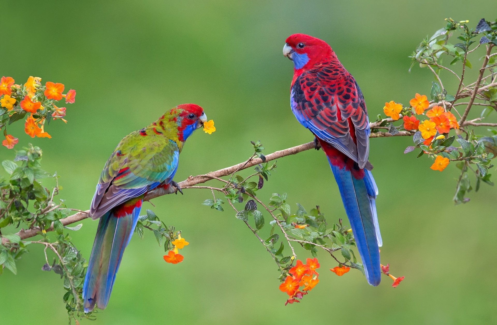 Rosella Wallpapers