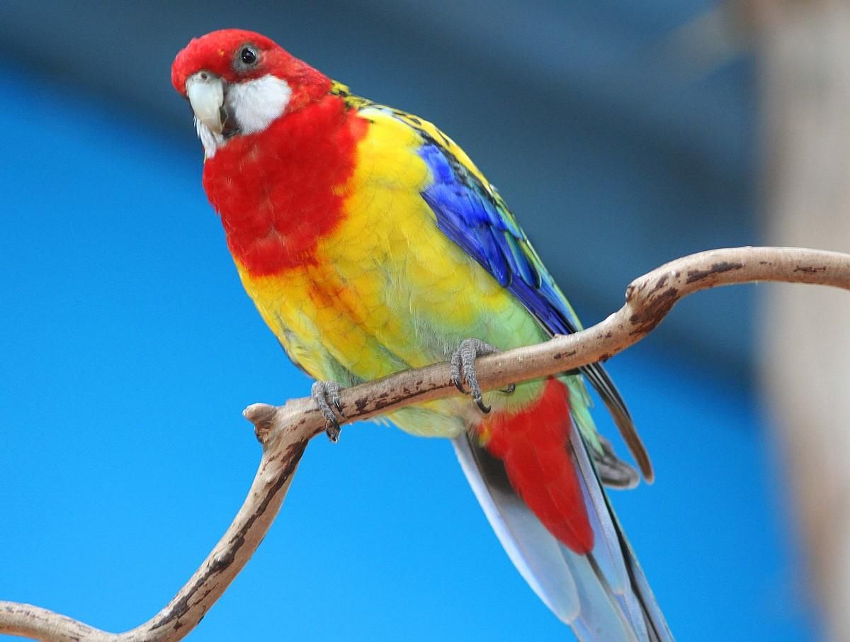 Rosella Wallpapers