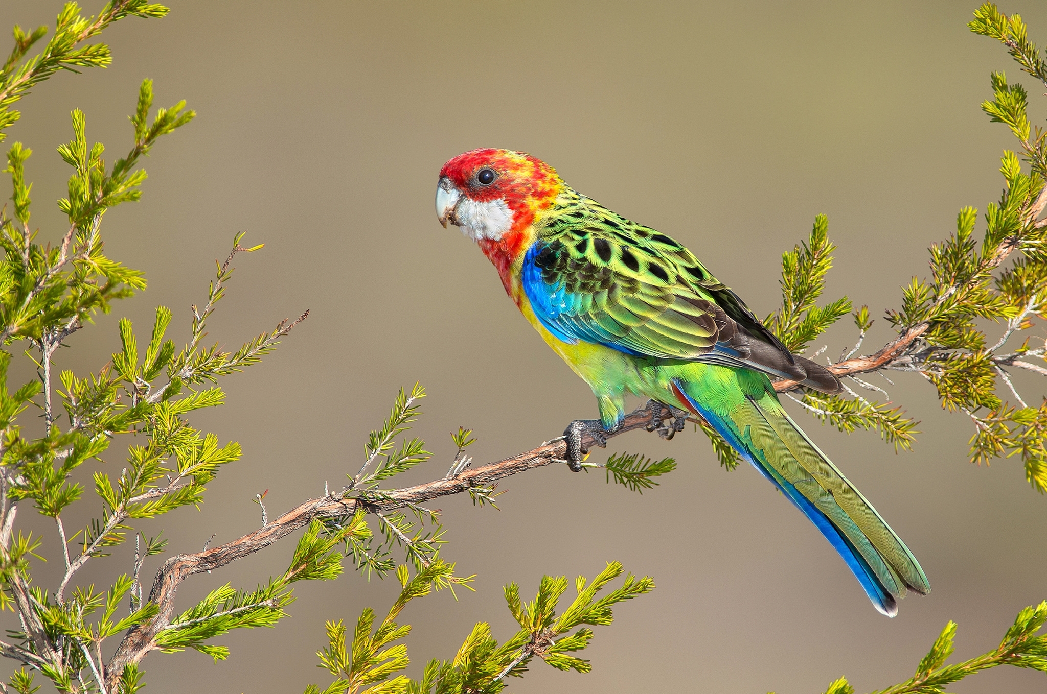 Rosella Wallpapers