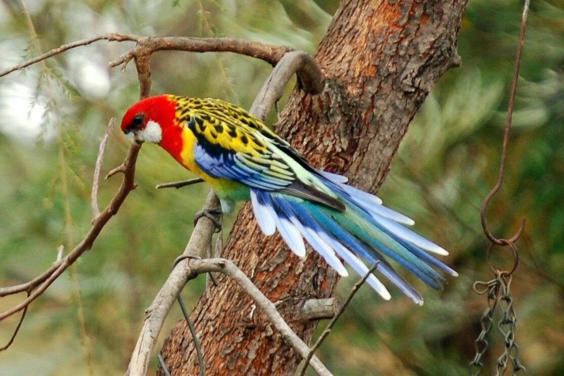 Rosella Wallpapers