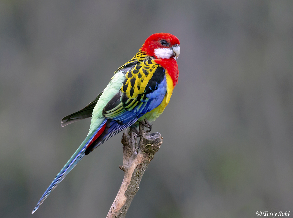 Rosella Wallpapers