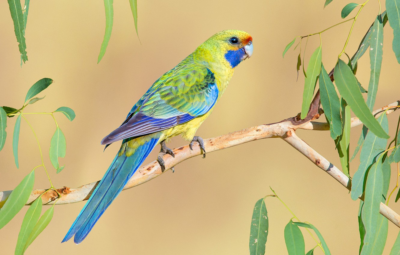 Rosella Wallpapers