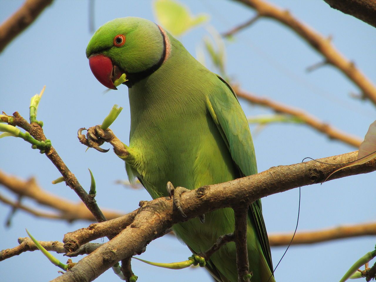 Rose-Ringed Parakeet Wallpapers