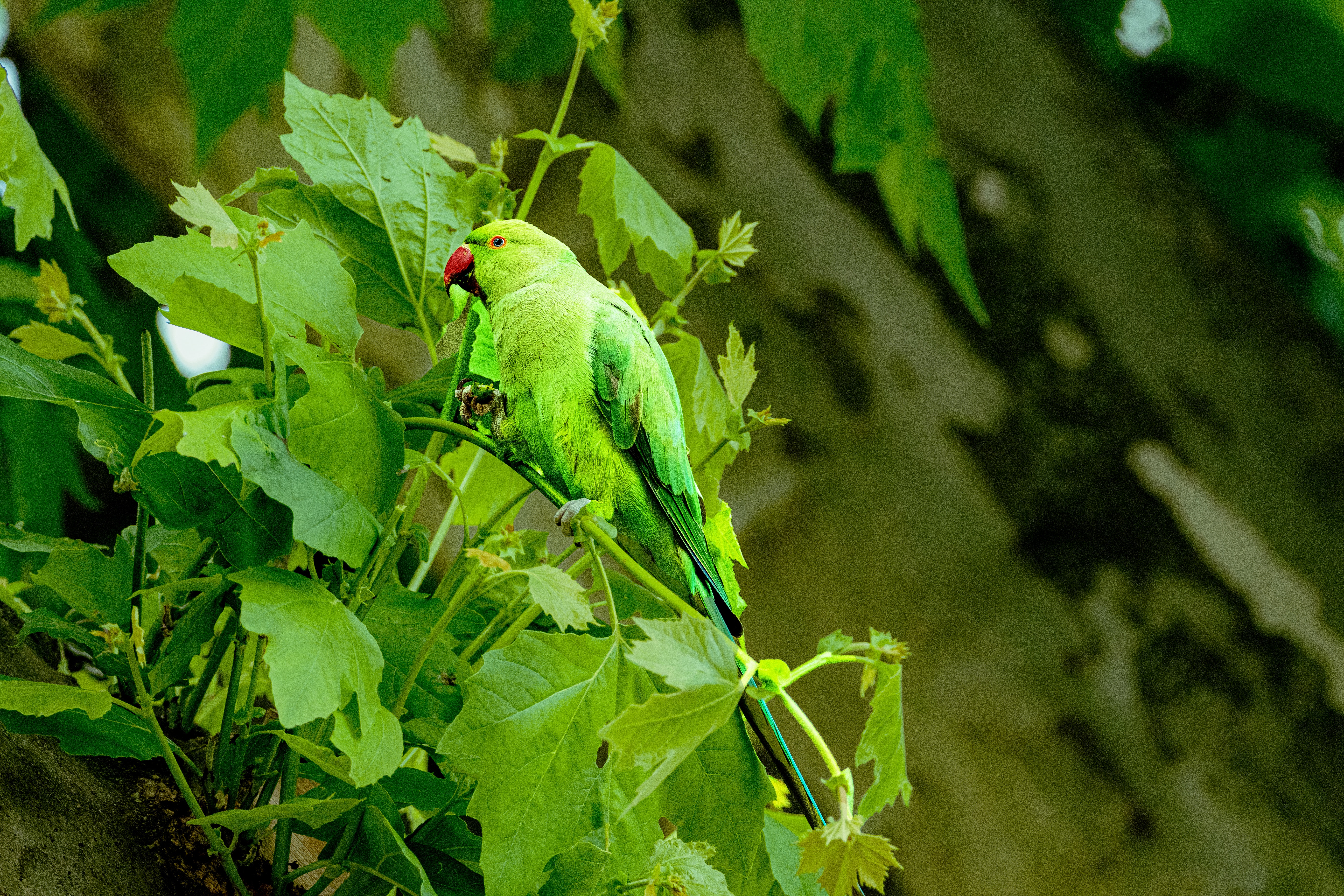 Rose-Ringed Parakeet Wallpapers