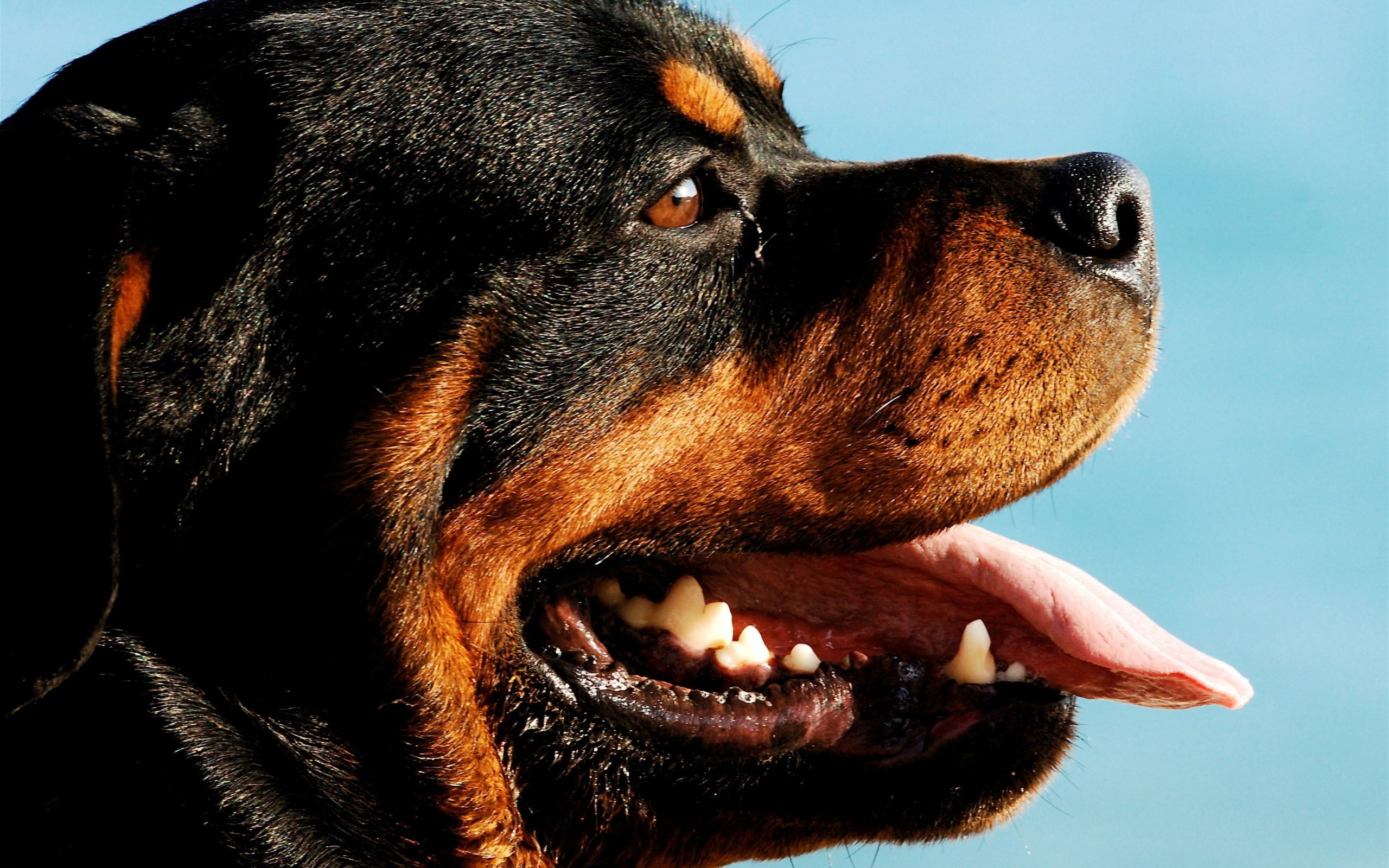 Rottweiler Wallpapers