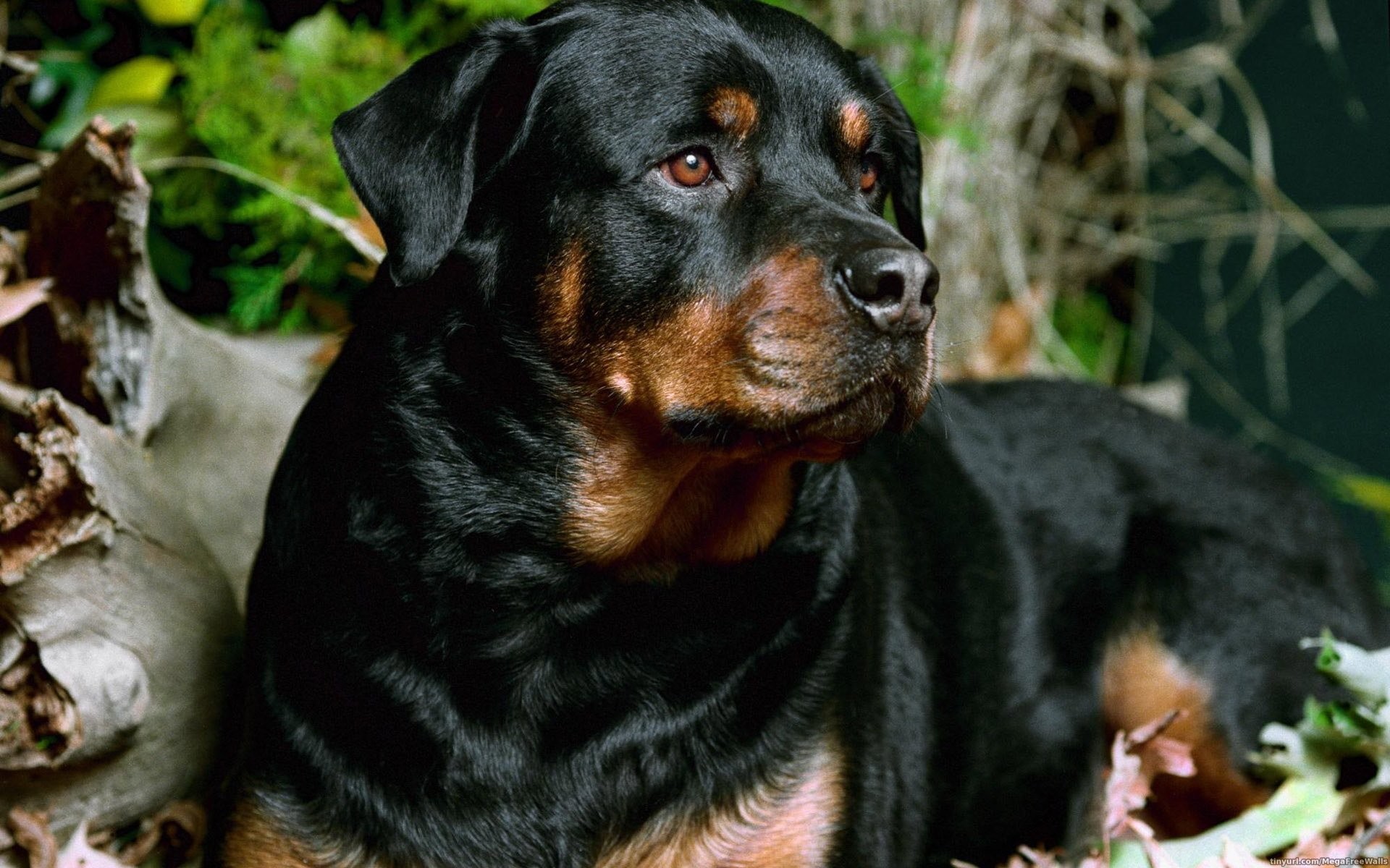 Rottweiler Wallpapers