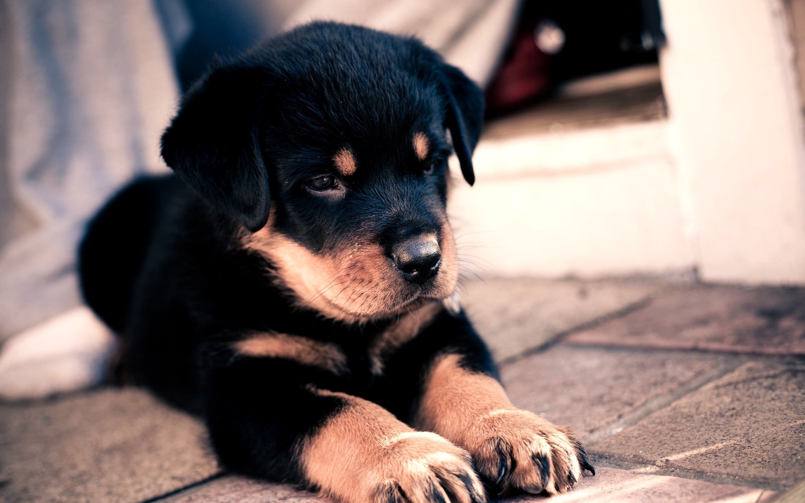 Rottweiler Wallpapers