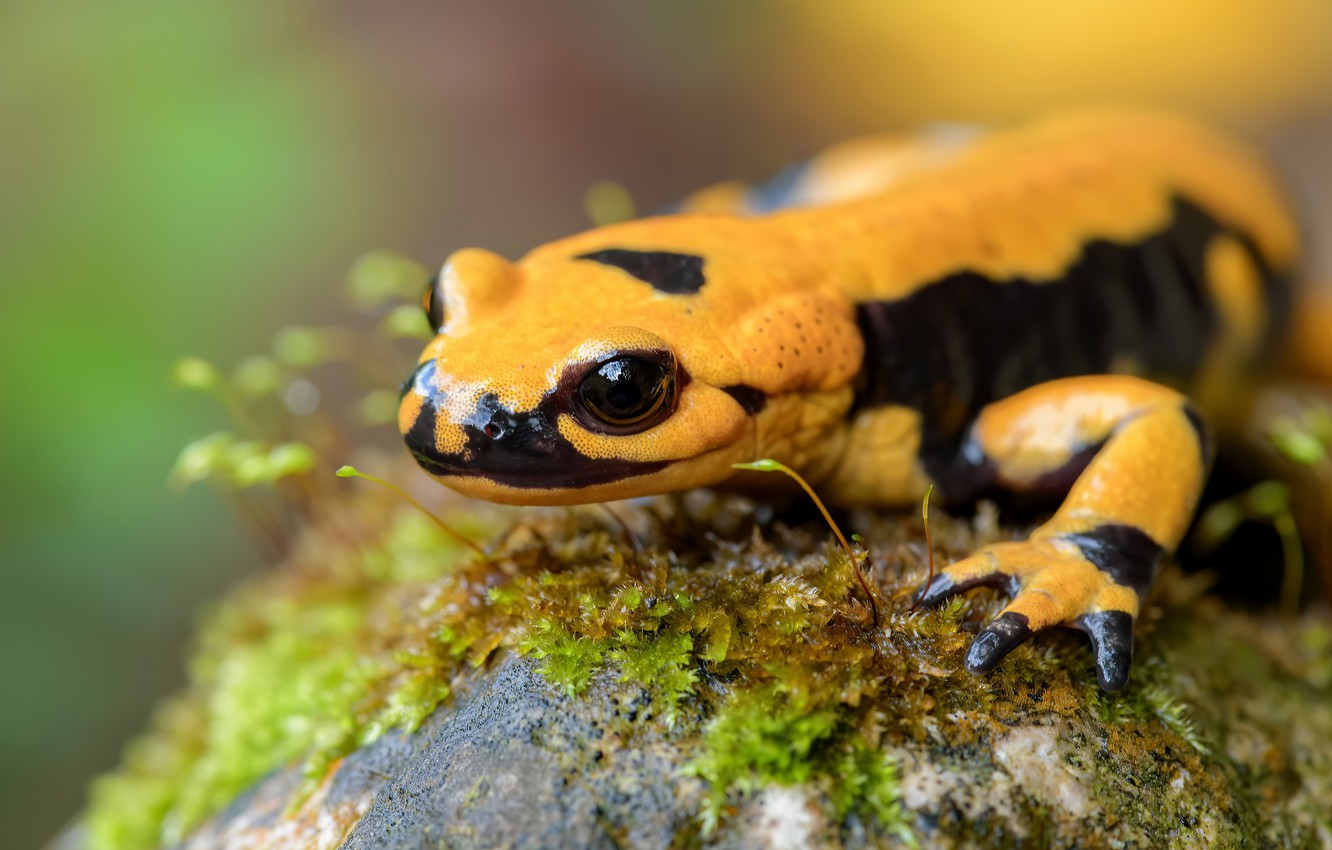 Salamander Wallpapers