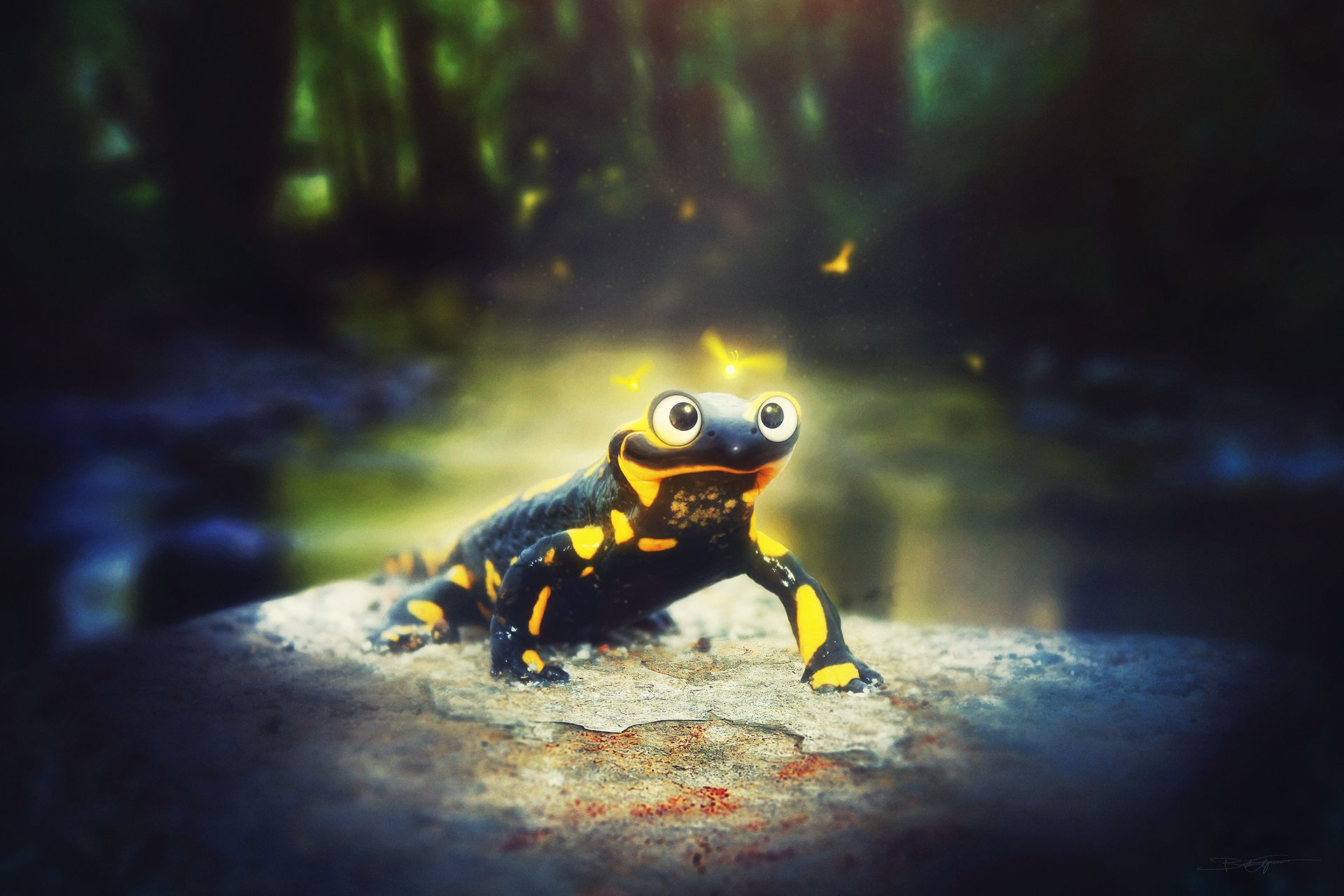 Salamander Wallpapers