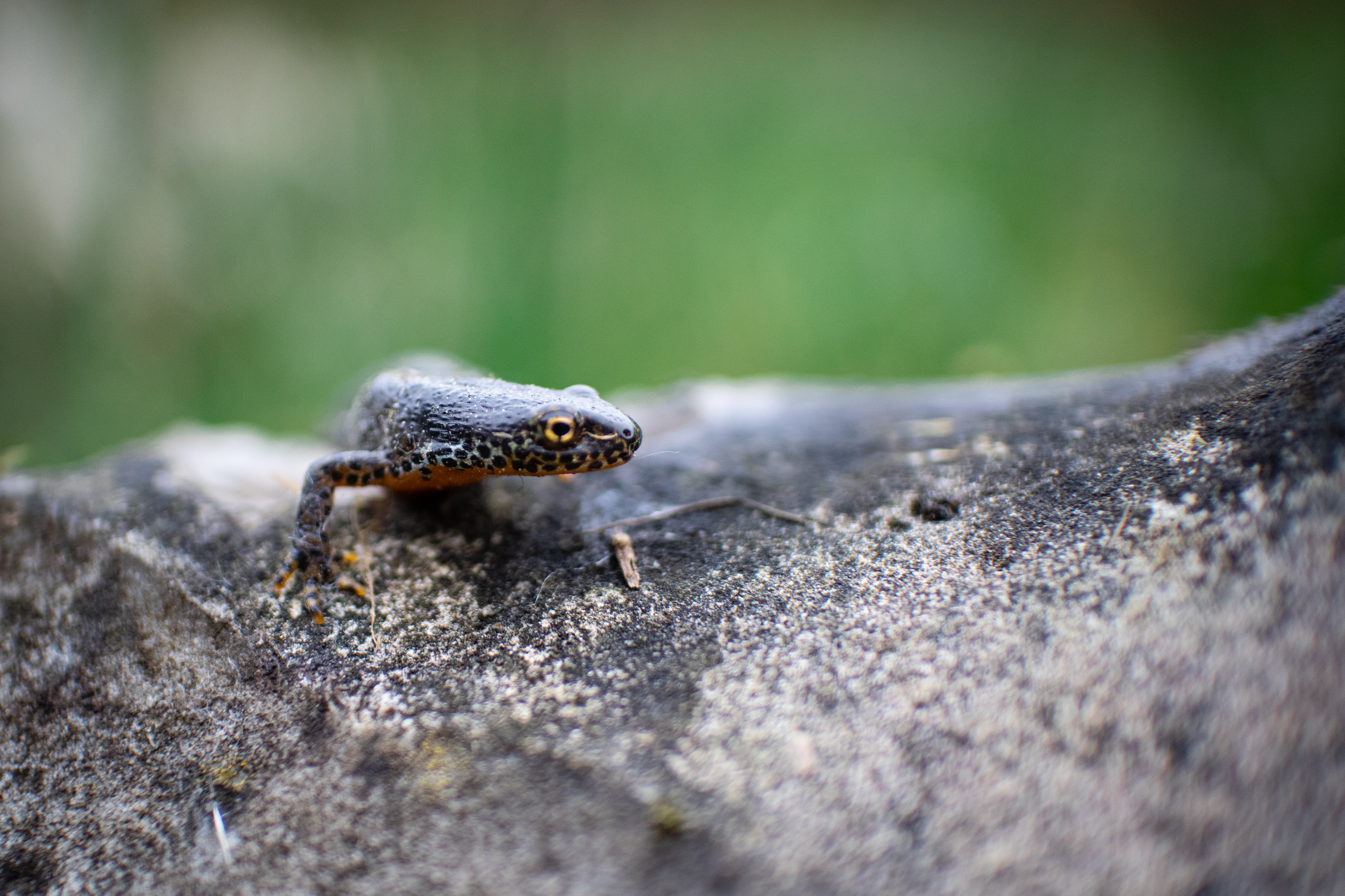 Salamander Wallpapers