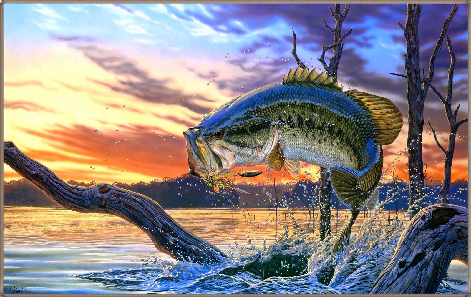 Salmon Fish Wallpapers