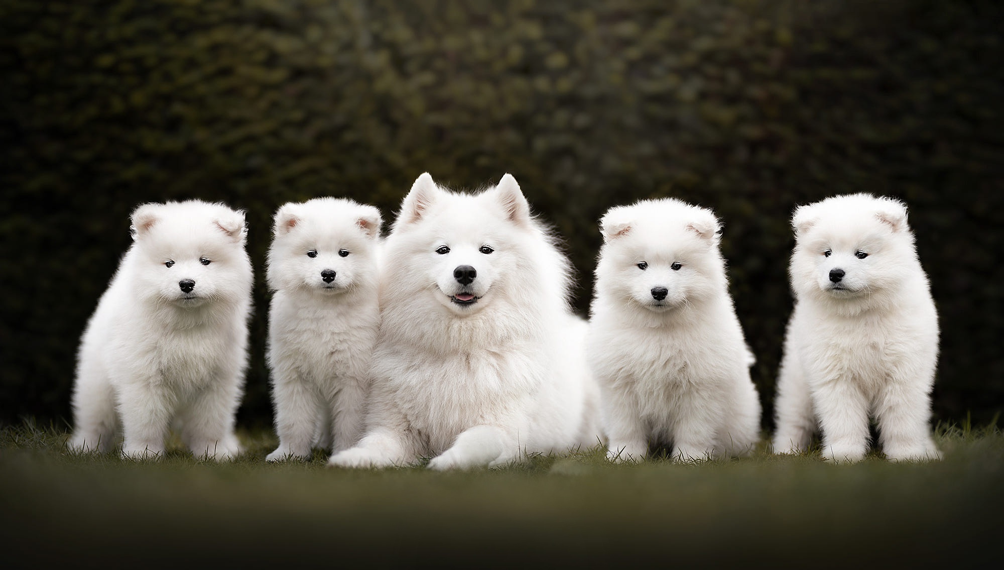 Samoyed Wallpapers