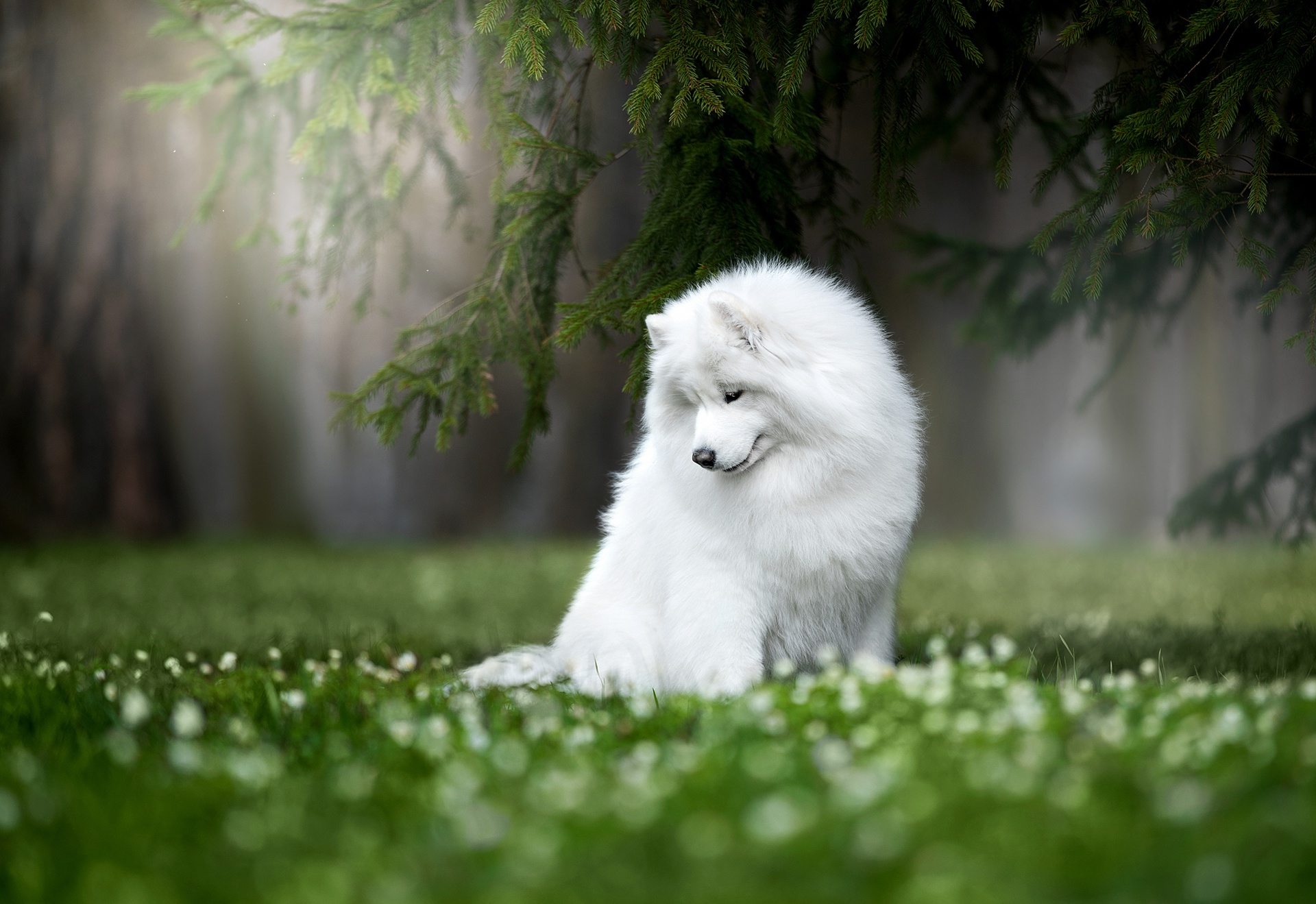 Samoyed Wallpapers