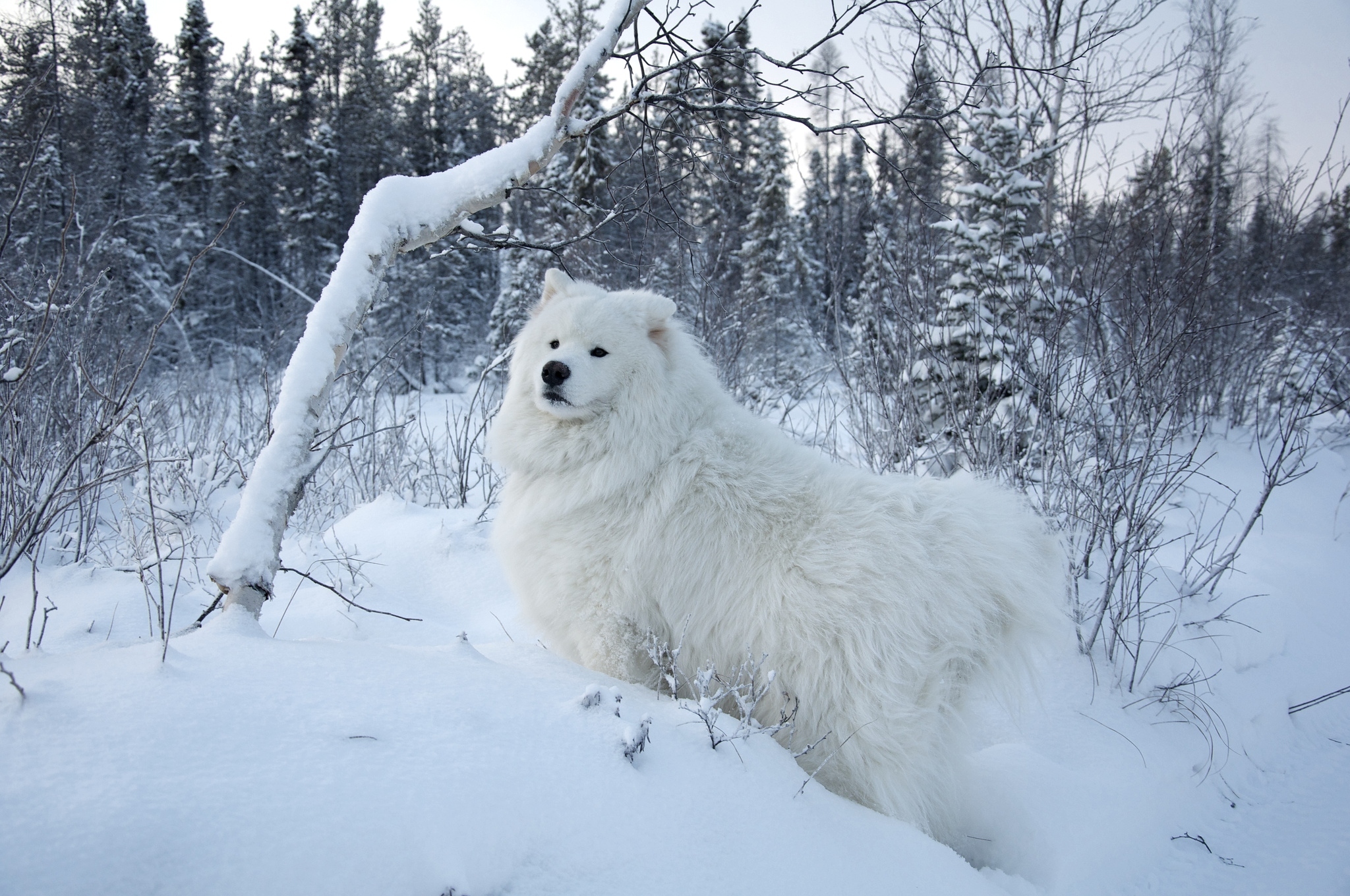 Samoyed Wallpapers