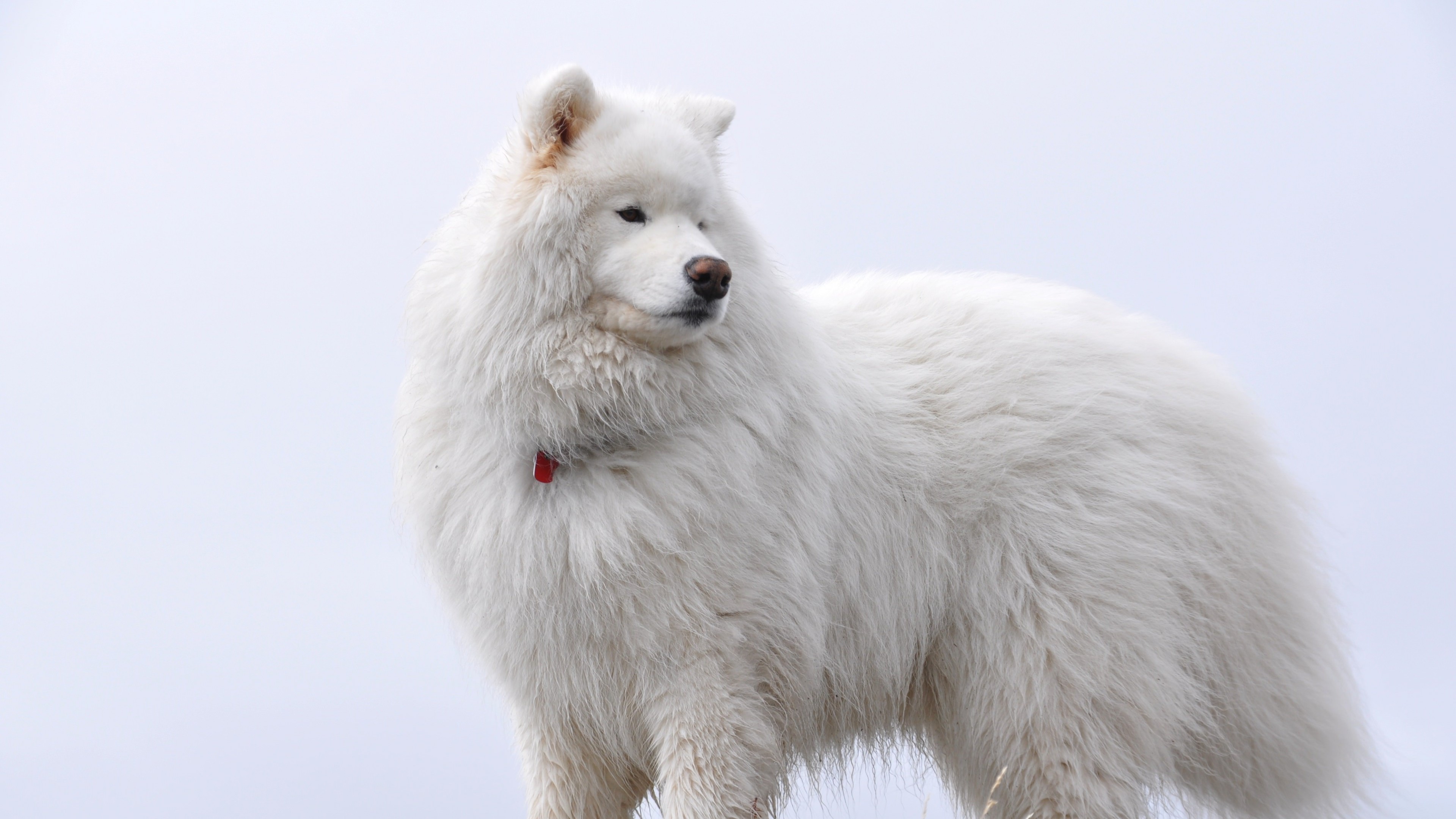 Samoyed Wallpapers