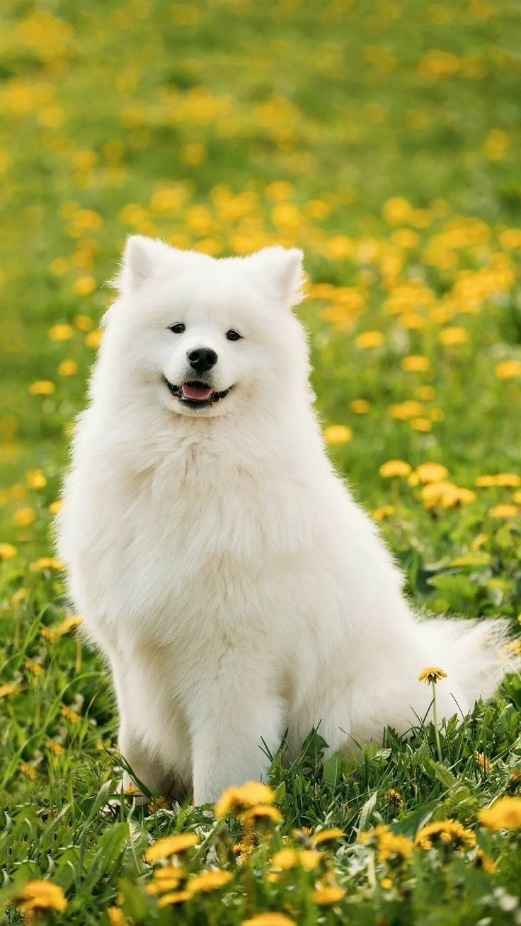 Samoyed Wallpapers