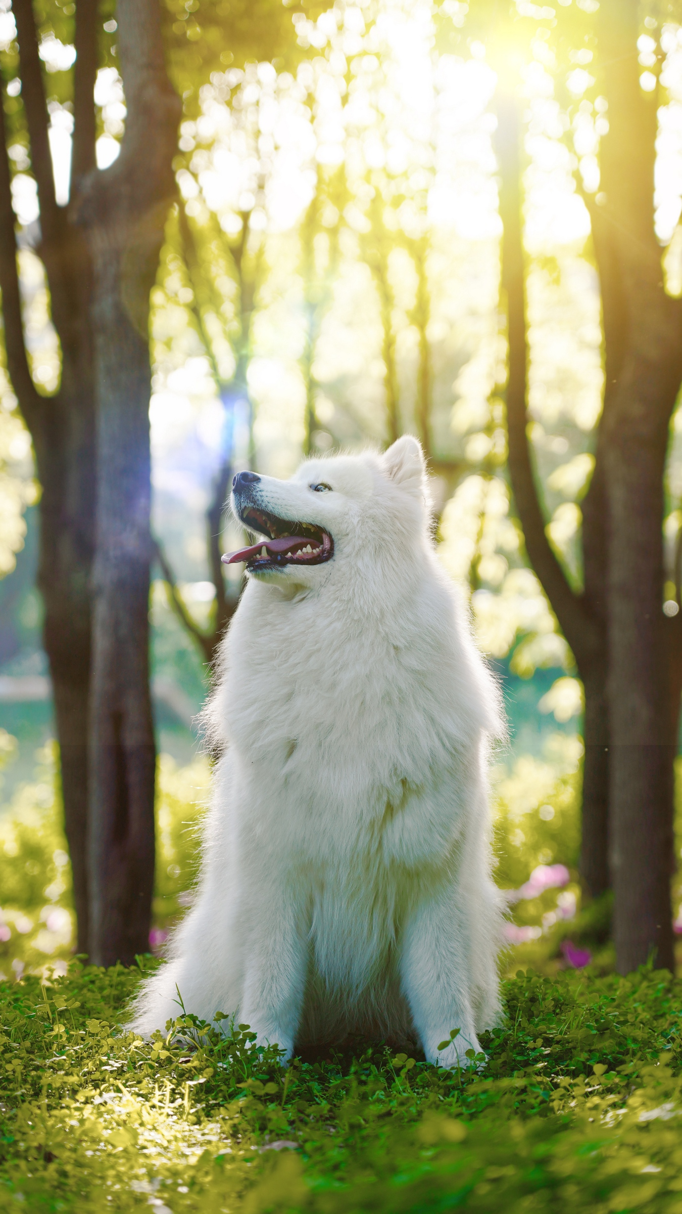 Samoyed Wallpapers