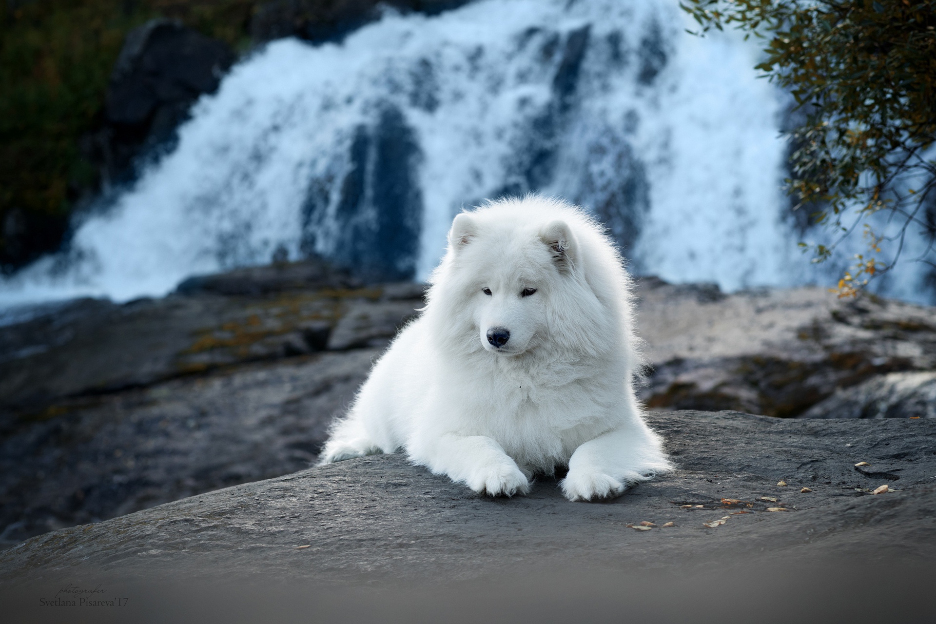 Samoyed Wallpapers