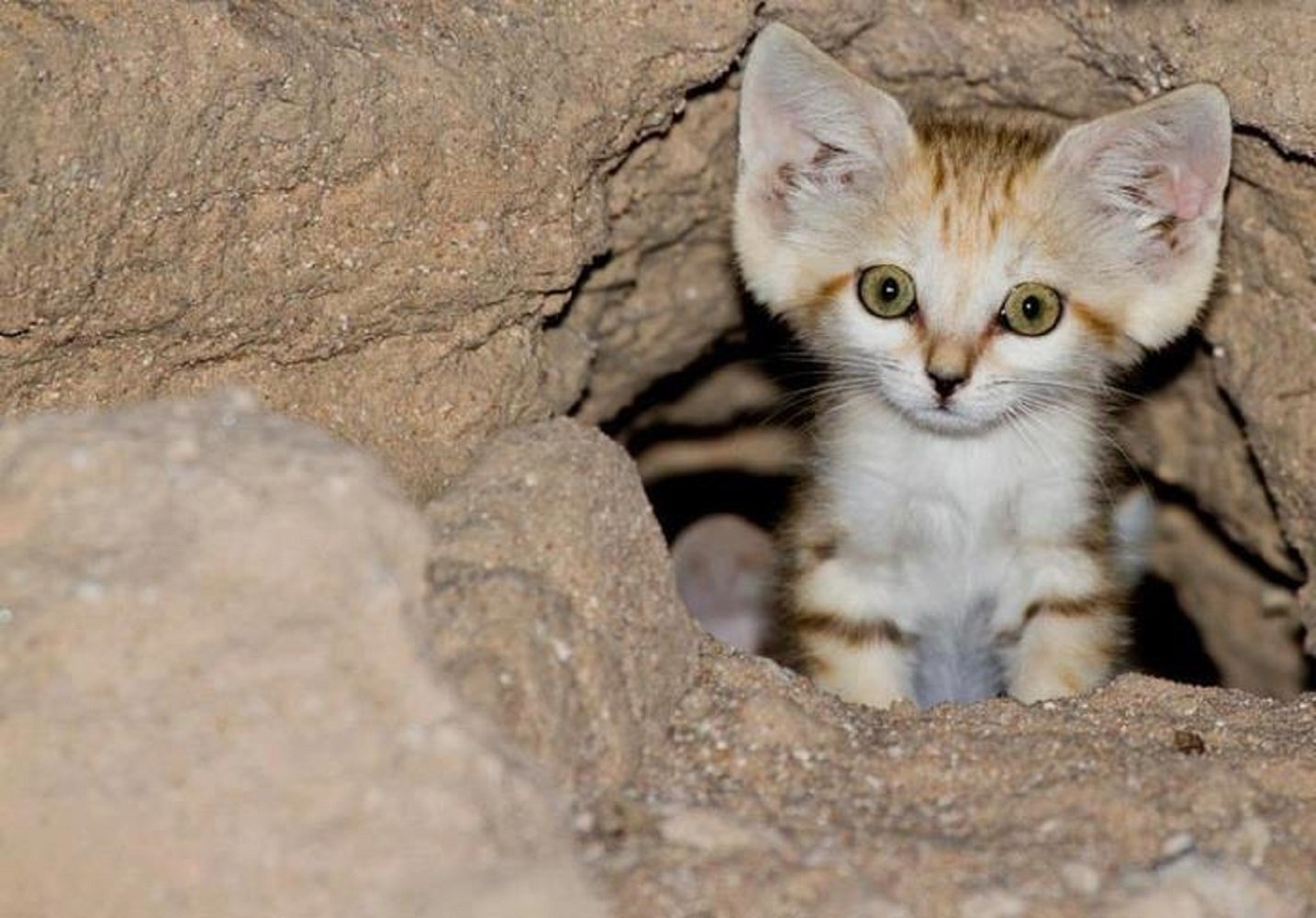 Sand Cat Wallpapers