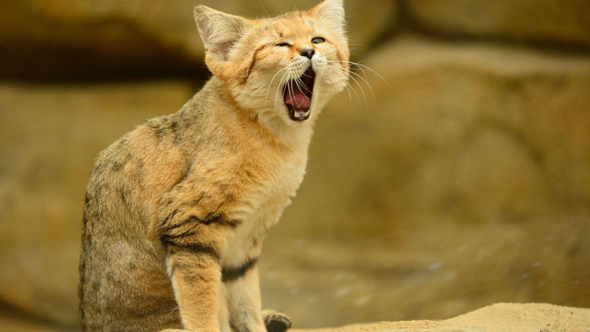 Sand Cat Wallpapers