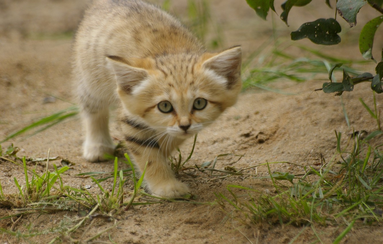 Sand Cat Wallpapers