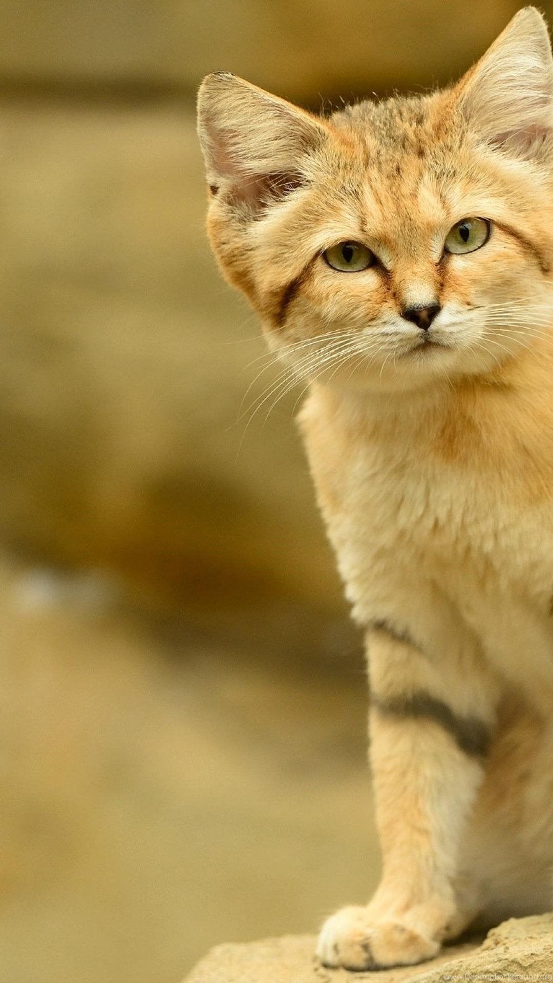 Sand Cat Wallpapers