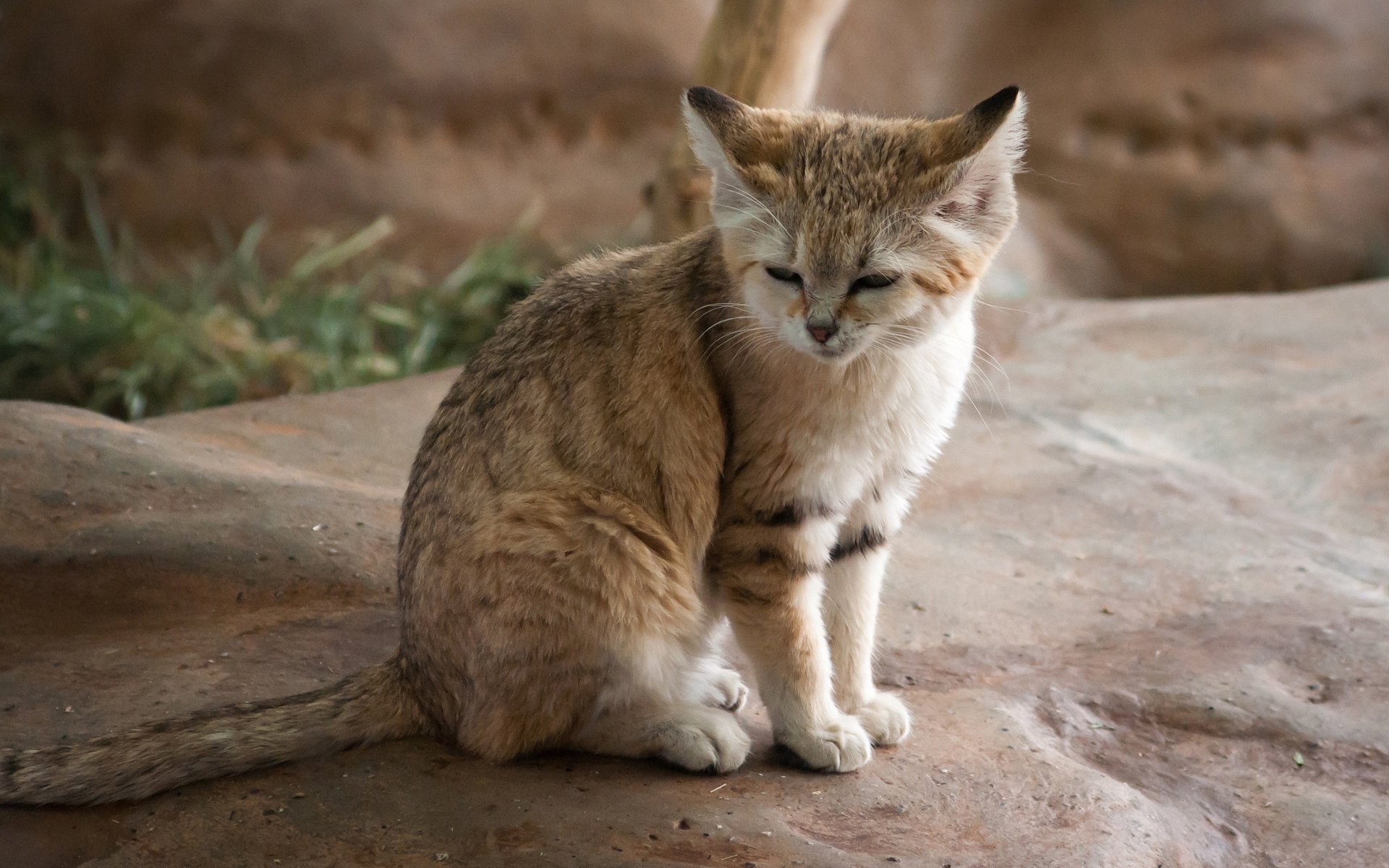 Sand Cat Wallpapers