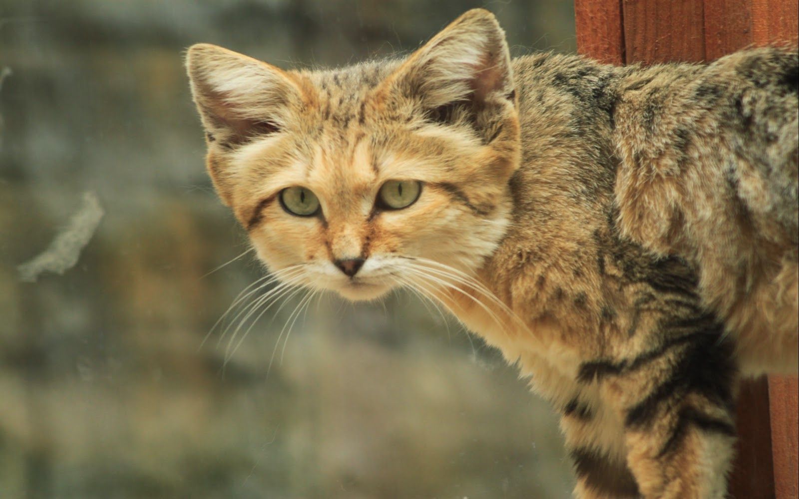 Sand Cat Wallpapers